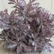 Букет остролиста (С30661), 32 см, фиолетовый, букет з 5 шт.