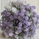Кольорова зелень (С30660), 32 см, лілова, шт.