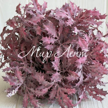 Букет остролиста (С30661), 32 см, бордовый, букет з 5 шт.