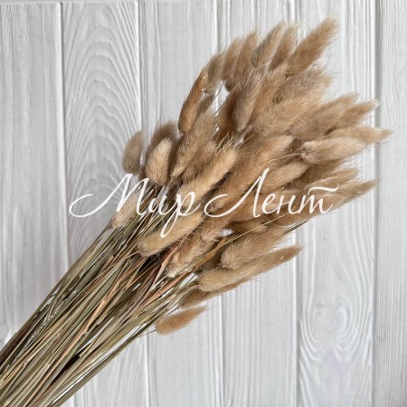 Лагурус стабілізований, 60 см, натуральний, упаковка 100 шт.