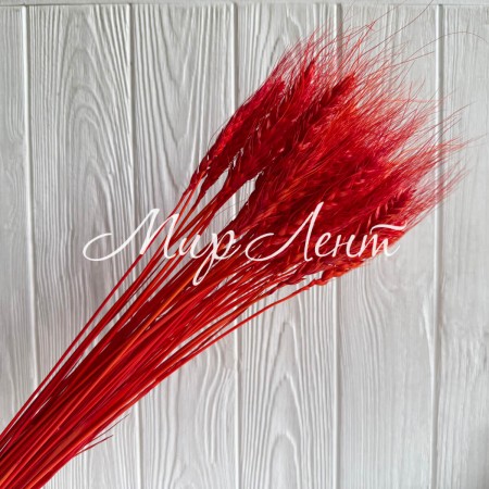 Колоски стабілізовані, 60 см, червоні, упаковка 30 шт.