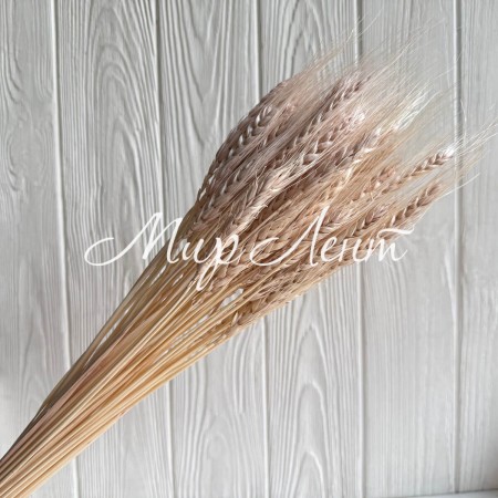 Колоски стабилизированные, 60 см, серо-кремовые, упаковка 30 шт.