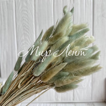 Лагурус стабилизированный, 60 см, мятный, упаковка 100 шт. 