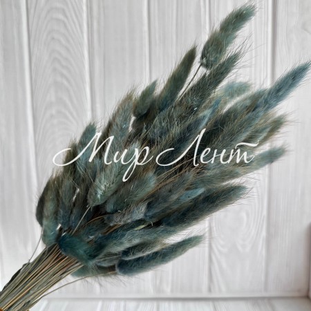 Лагурус стабилизированный, 60 см, изумрудный, упаковка 100 шт. 